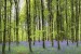 Wall mural beautiful green forest with purple flowers