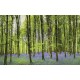 Wall mural beautiful green forest with purple flowers