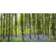 Wall mural beautiful green forest with purple flowers