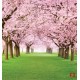 Wall mural lawn with wonderful pink trees