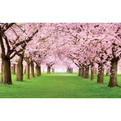 Wall mural lawn with wonderful pink trees