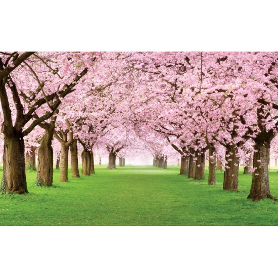Wall mural lawn with wonderful pink trees