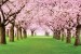 Wall mural lawn with wonderful pink trees