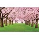 Wall mural lawn with wonderful pink trees
