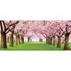 Wall mural lawn with wonderful pink trees