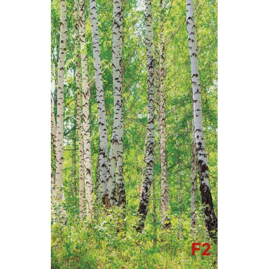 Wall mural birch forest 2 Wall mural birch forest 2