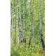 Wall mural birch forest 2 Wall mural birch forest 2