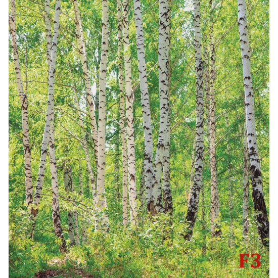 Wall mural birch forest 2 Wall mural birch forest 2