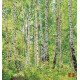 Wall mural birch forest 2 Wall mural birch forest 2