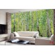 Wall mural birch forest 2 Wall mural birch forest 2