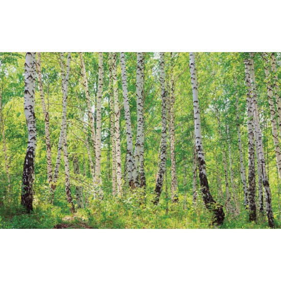 Wall mural birch forest 2 Wall mural birch forest 2