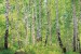 Wall mural birch forest 2
