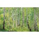 Wall mural birch forest 2 Wall mural birch forest 2