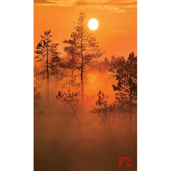 Wall mural orange forest at sunset