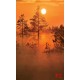 Wall mural orange forest at sunset