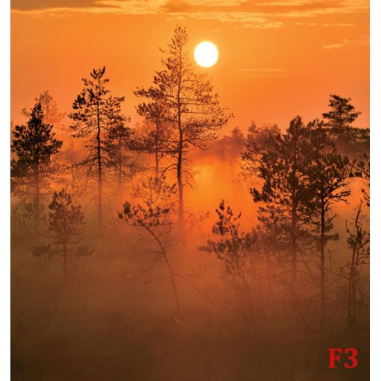 Wall mural orange forest at sunset