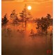Wall mural orange forest at sunset