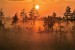 Wall mural orange forest at sunset