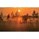 Wall mural orange forest at sunset