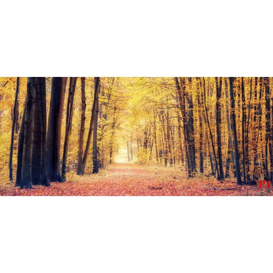 Wallpapers mural autumn forest path 2