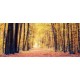 Wallpapers mural autumn forest path 2