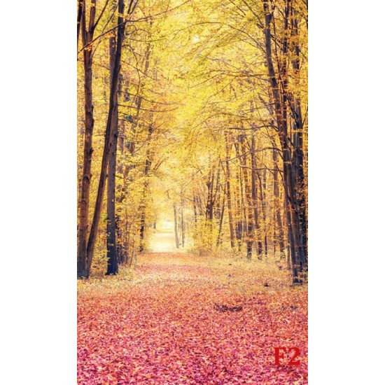 Wallpapers mural autumn forest path 2