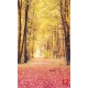Wallpapers mural autumn forest path 2
