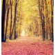 Wallpapers mural autumn forest path 2