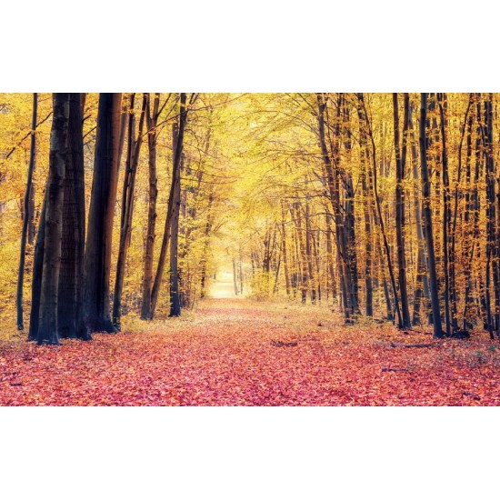 Wallpapers mural autumn forest path 2