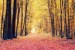 Wallpapers mural autumn forest path 2