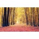 Wallpapers mural autumn forest path 2