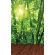Wall murals bamboo forest with a wooden platform