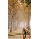 Wallpapers mural beautiful park with trees and benches Wallpapers mural beautiful park with trees and benches