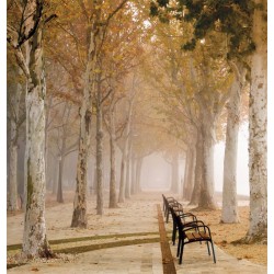 Wallpapers mural beautiful park with trees and benches