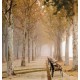 Wallpapers mural beautiful park with trees and benches Wallpapers mural beautiful park with trees and benches