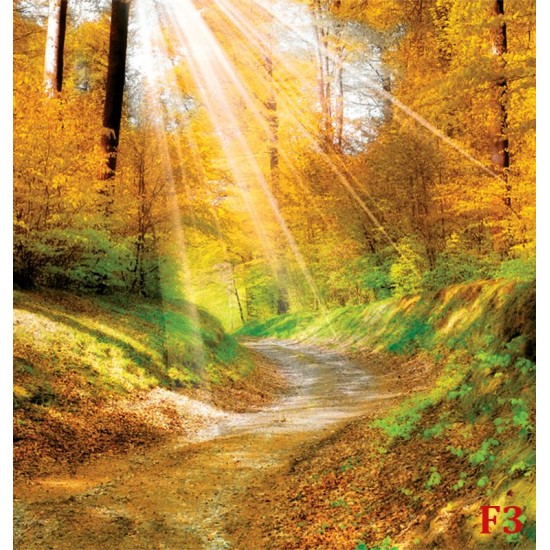 Wallpapers autumn forest with sunshine