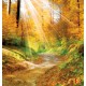 Wallpapers autumn forest with sunshine
