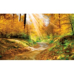 Wallpapers autumn forest with sunshine