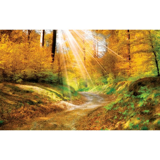 Wallpapers autumn forest with sunshine