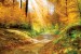 Wallpapers autumn forest with sunshine