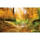 Wallpapers autumn forest with sunshine