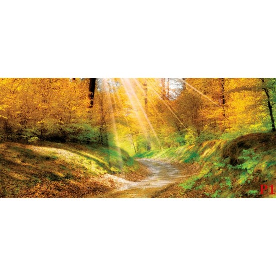 Wallpapers autumn forest with sunshine