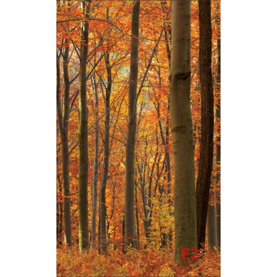 Wall murals orange forest view