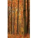 Wall murals orange forest view