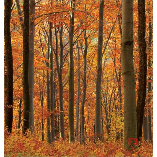 Wall murals orange forest view