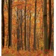 Wall murals orange forest view