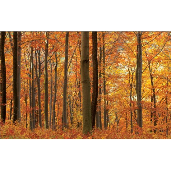 Wall murals orange forest view