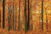 Wall murals orange forest view