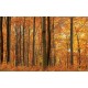 Wall murals orange forest view