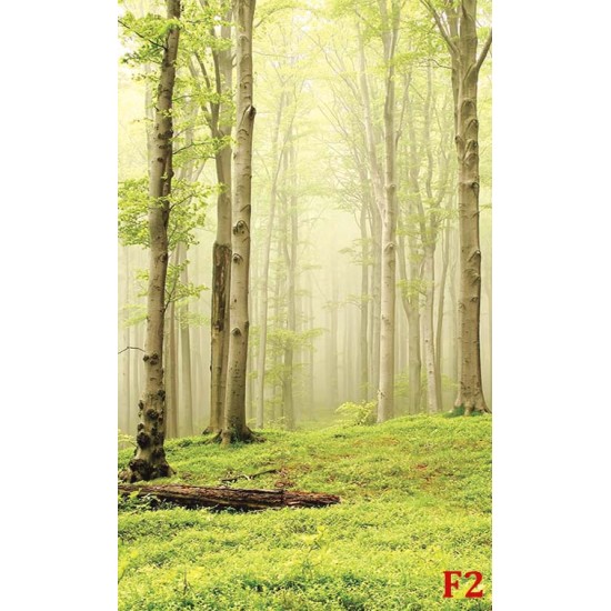 Photo mural view of forest trees in bright tones